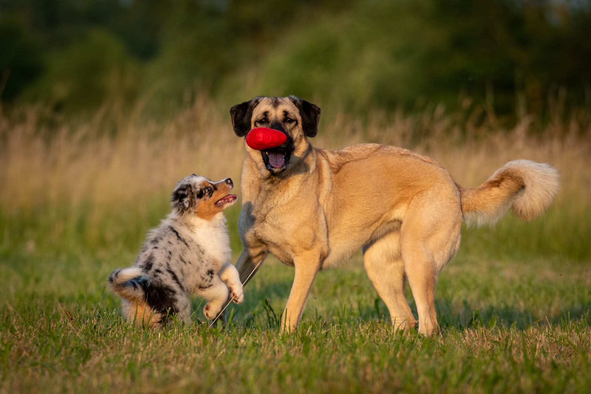 Kangal mit Aussie Welpe spielend auf der Wiese